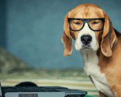 Test analsyt job doggy style